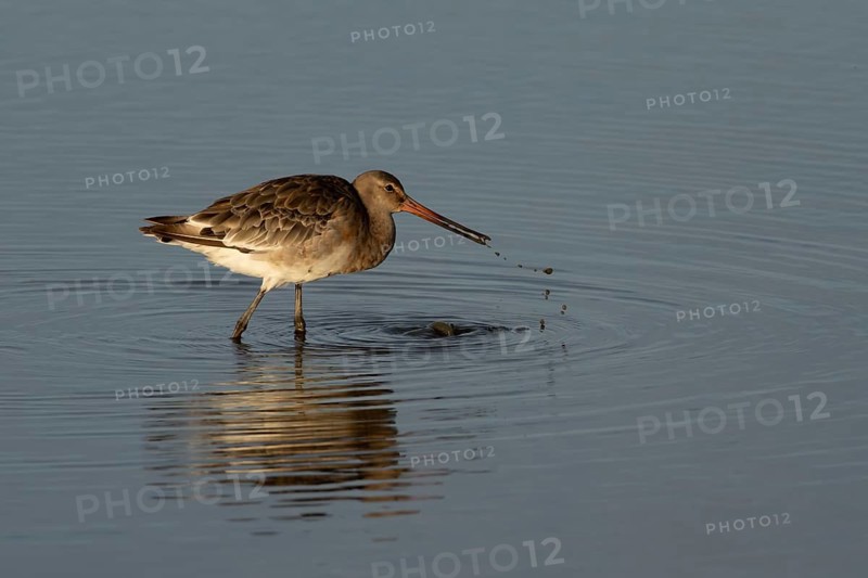 Black tailed godwit (Limosa limosa) adult wading bird in winter plumage feeding in a lagoon, RSPB Titchwell nature reserve, Norfolk, England, United Kingdom