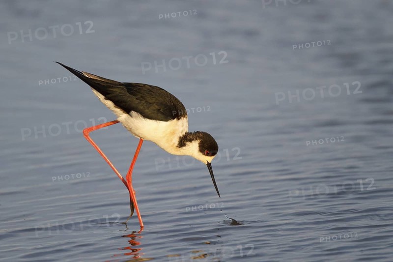 Black-winged Stilt (Himantopus himantopus) foraging, Spain
