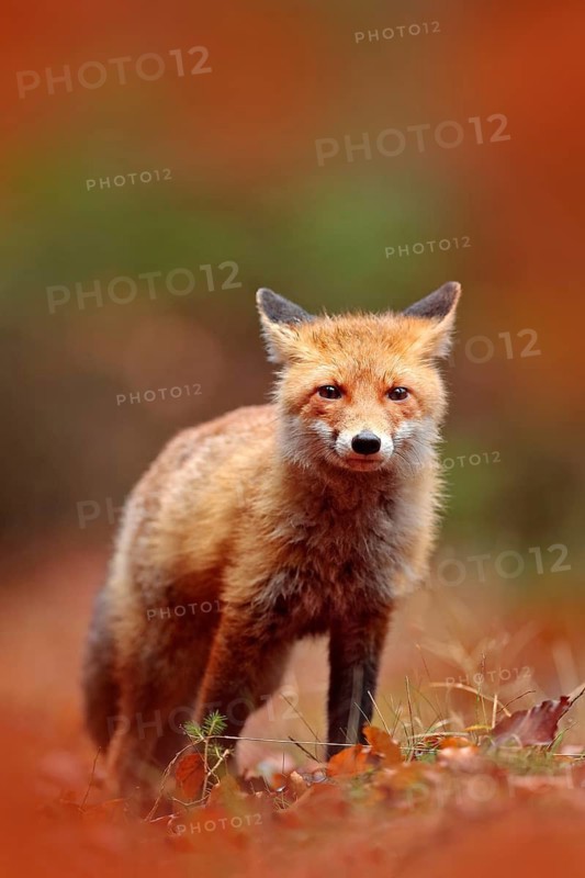 Red fox running on orange autumn leaves. Cute Red Fox, Vulpes vulpes in fall forest. Beautiful animal in the nature habitat. Wildlife scene from the wild nature, France, Europe. Cute animal in habitat