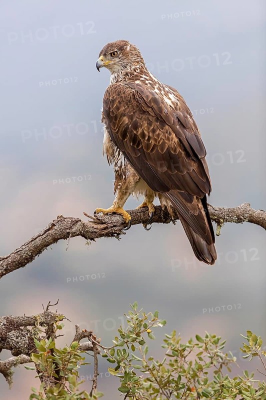 Bonelli's eagle, (Hieraaetus fasciatu), animals, birds, birds of prey, hawk family, perch, biotope, habitat, Sierra de San Pedro, Herreruela, Extremadura, Spain