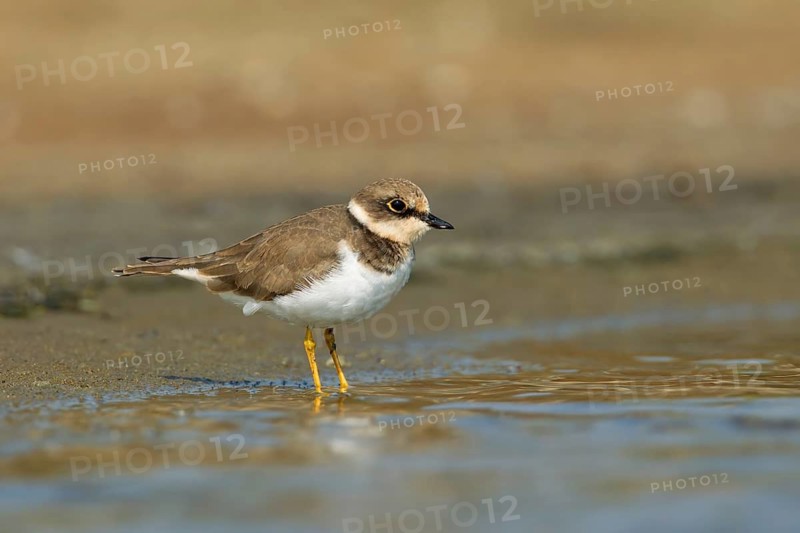 Little Ringed Plover (Charadrius dubius), Phetchaburi, Thailand