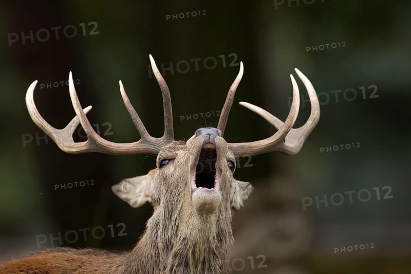 Red deer (Cervus elaphus) adult male stag animal roaring during the rut in autumn, England, United Kingdom