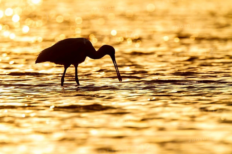 Eurasian Spoonbill (Platalea leucorodia), Castile-La Mancha, Spain