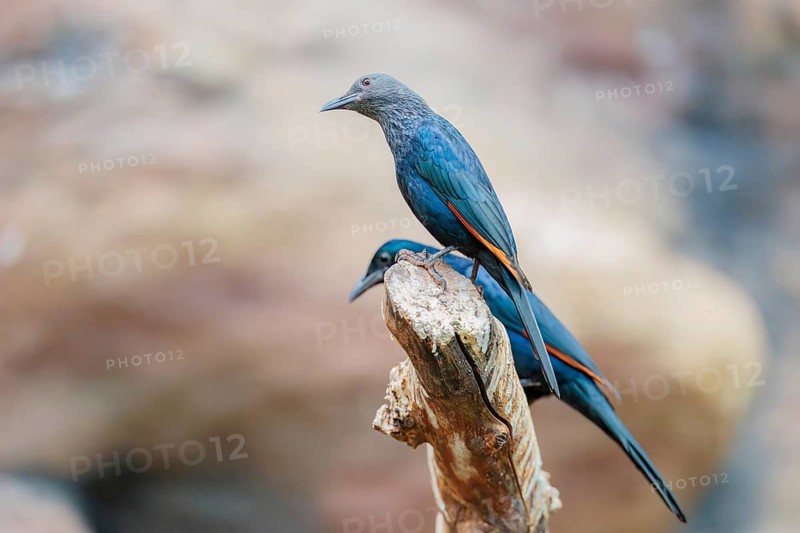 A female and a male red-winged starling (Onychognathus morio) sit side by side on a branch. Ethiopia, Kenya, Tanzania, Zambia, Mozambique, Zimbabwe, South Africa