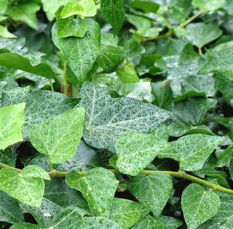 Irish ivy (Hedera hibernica), Germany