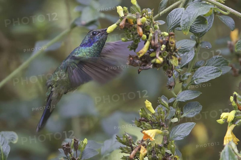 Green Violetear (Colibri thalassinus), Costa Rica