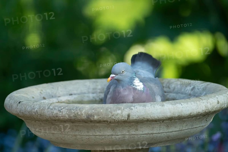 Wood pigeon (Columba palumbus) adult garden bird bathing in a bird bath in summer, England, United Kingdom