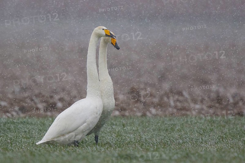 Whooper Swan (Cygnus cygnus) pair, North Rhine-Westphalia, Germany