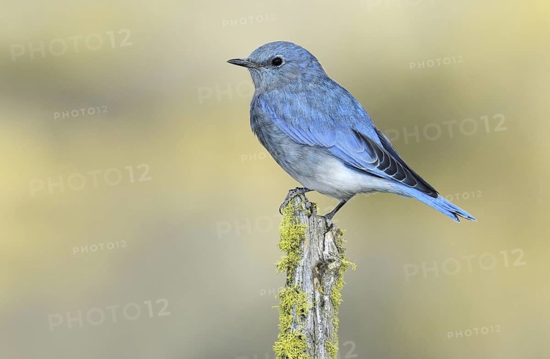 Mountain Bluebird (Sialia currucoides), Oregon, USA