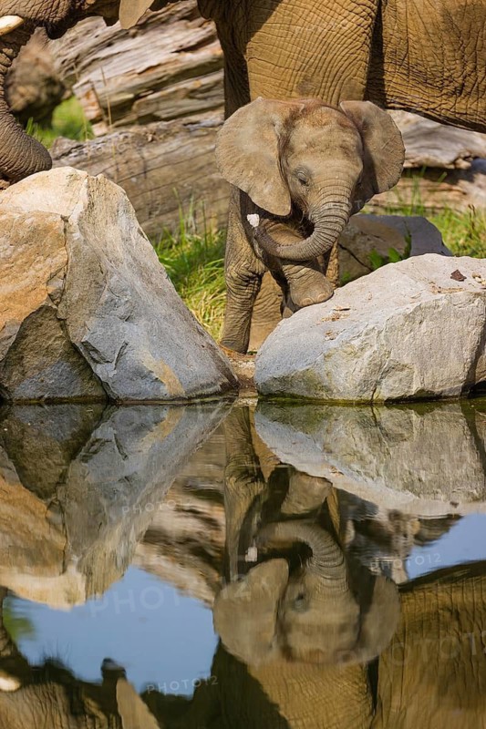 Adult female African elephant (Loxodonta africana) with 4 month old baby at a water hole, with reflection of elephants