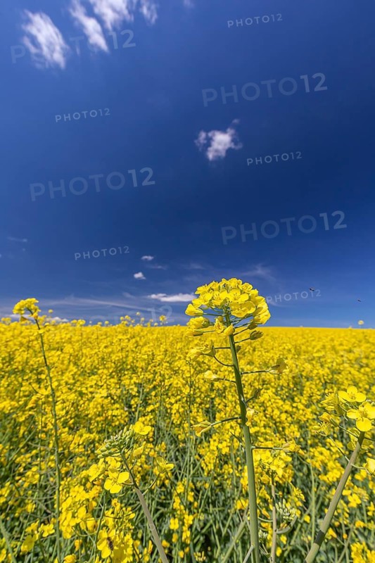 Flowering field of Rapeseed (Brassica napus) on a sunny day with blue sky and some white clouds
