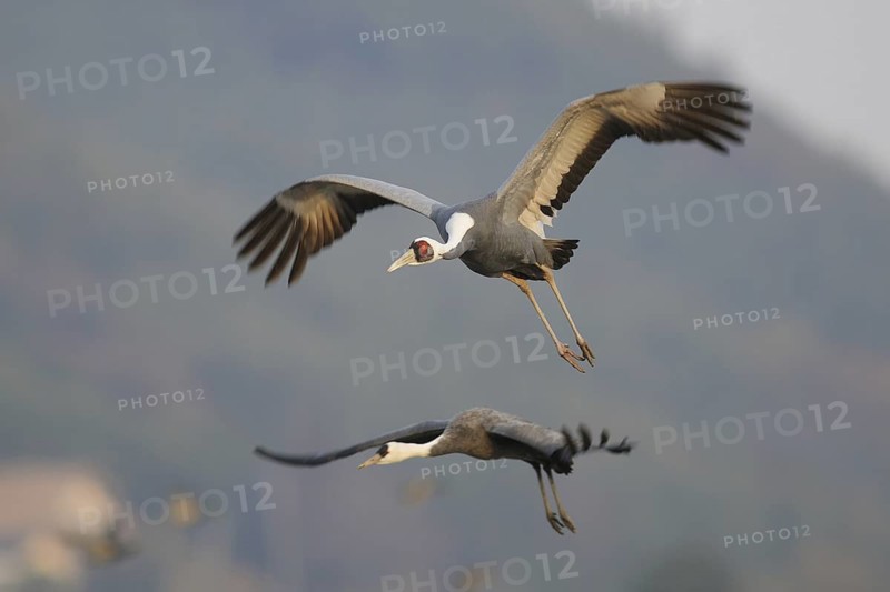 White-naped Crane (Antigone vipio) flying, Arasaki, Japan