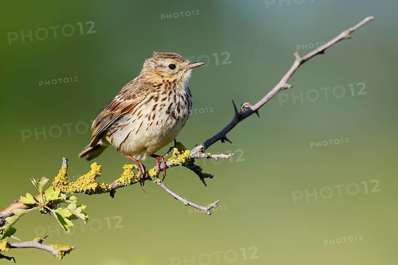 Meadow Pipit (Anthus pratensis), Schleswig-Holstein, Germany