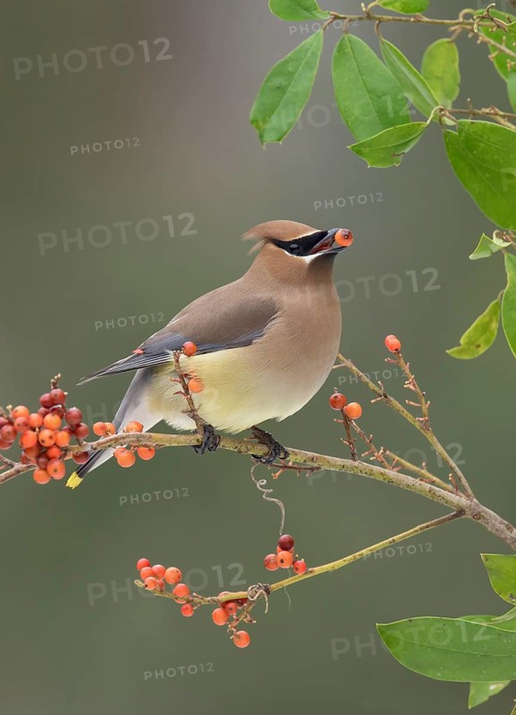 Cedar Waxwing (Bombycilla cedrorum) eating red berries, Texas, USA