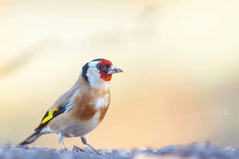 Goldfinch, goldfinch, (Carduelis carduelis), biotope, habitat, foraging, perch, Worms, Rhineland-Palatinate, Germany