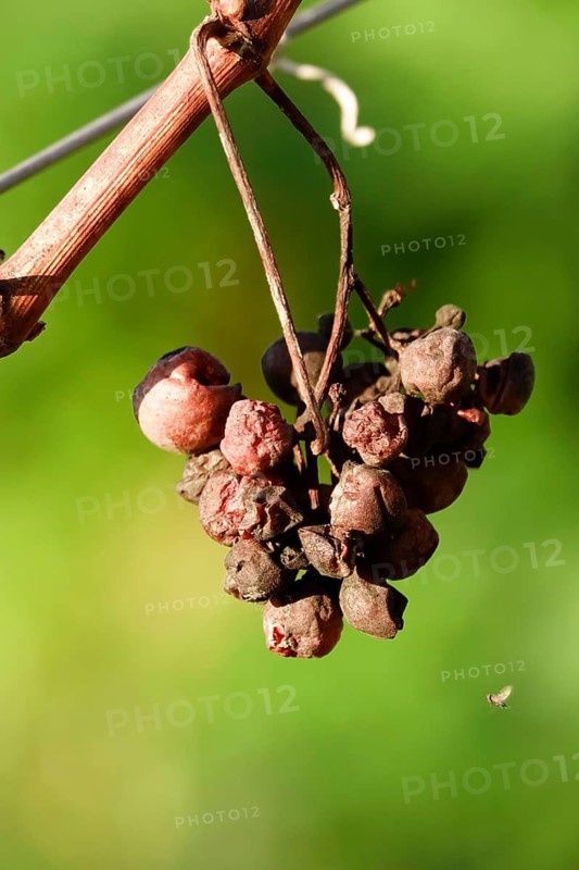 Grapes on the vine, November, Germany