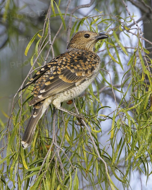 Spotted Bowerbird (Chlamydera maculata), Queensland, Australia