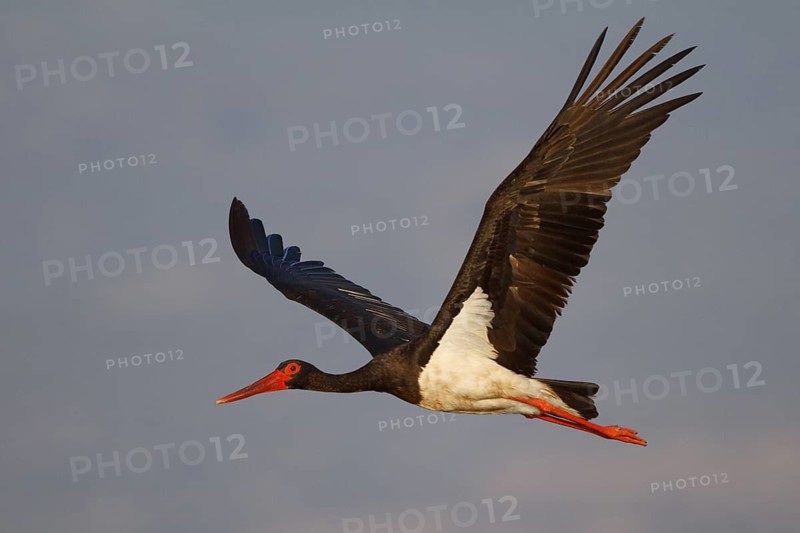Black Stork (Ciconia nigra) flying, Greece
