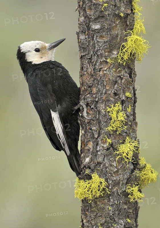 White-headed Woodpecker (Leuconotopicus albolarvatus), Oregon, USA