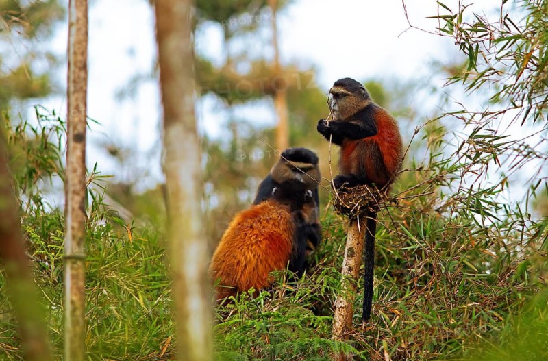 Golden monkeys (Cercopithecus mitis kandti) in the bamboo forest, Virunga Volcanic Mountains, Parc National des Volcans, Volcanoes National Park, Rwanda