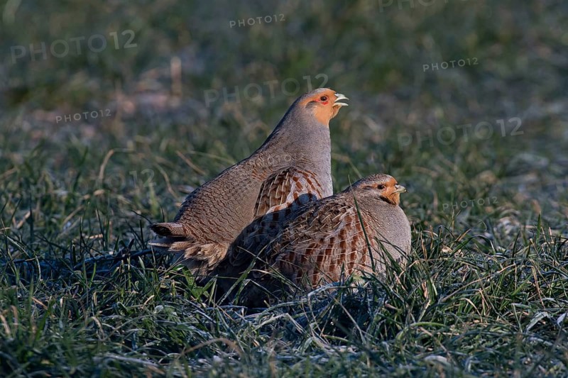 Grey Partridge (Perdix perdix), Thuringia, Germany