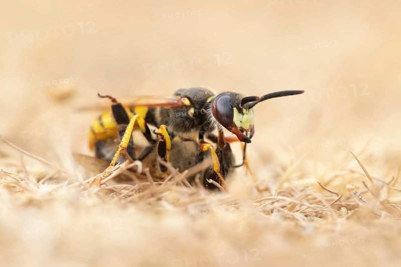 European bee wolf (Philanthus triangulum) adult solitary wasp insect carrying a Honey bee back to its burrow in a sand bank in summer, RSPB Minsmere nature reserve, Suffolk, England, United Kingdom