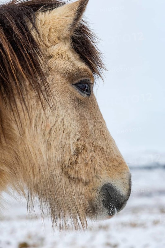 Icelandic horse (Equus ferus caballus), portrait, snow, winter, Iceland, Scandinavia