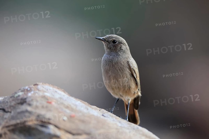 Rusty-tailed Wheatear, (Oenanthe familiaris), adult, alert, Mountain Zebra National Park, South Africa