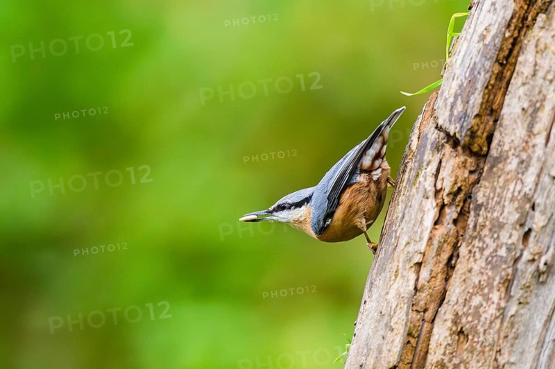 Eurasian nuthatch (Sitta europaea) sitting on an old wrotten tree trunk at a swamp, Bavaria, Germany