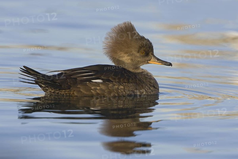Hooded Merganser (Lophodytes cucullatus) female, British Columbia, Canada