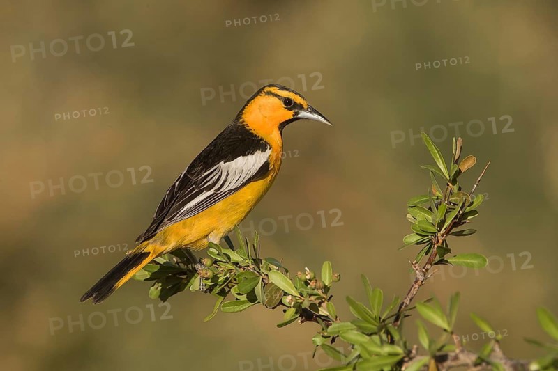 Bullock's Oriole (Icterus bullockii) male, California, USA