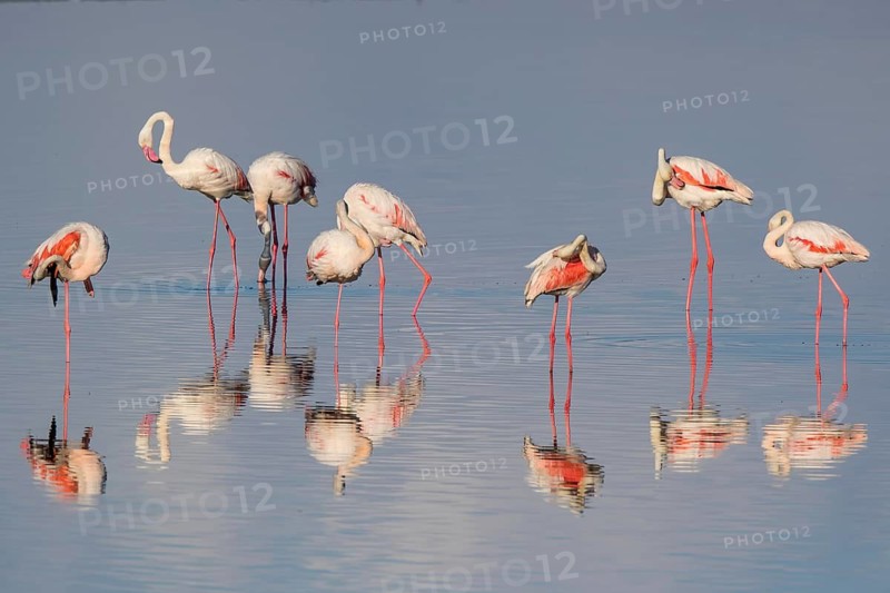 Greater Flamingo (Phoenicopterus roseus) group standing in shallow water, Lesvos, Greece