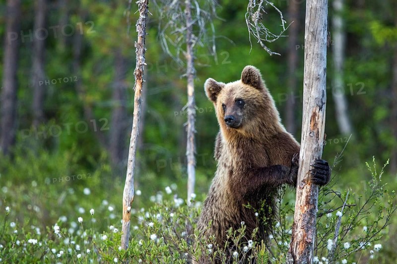 European brown bear (Ursus arctos), Europe, Scandinavia, Finland
