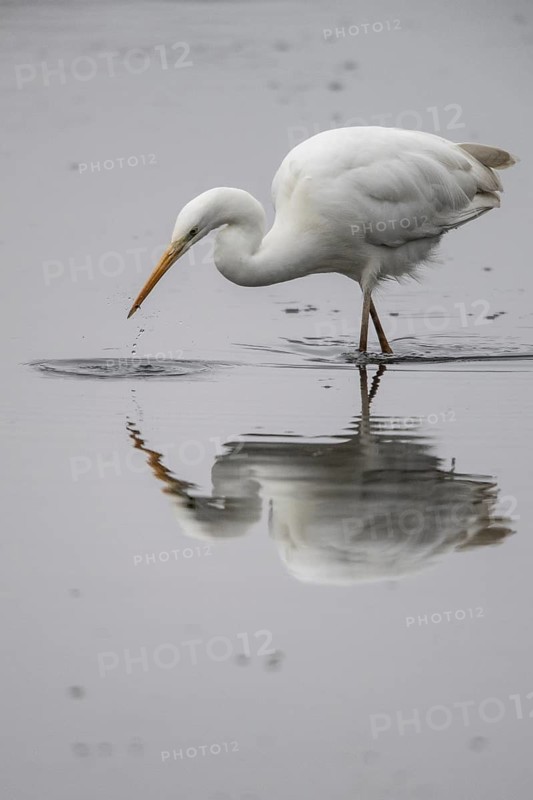 Great White Egret (Ardea alba), Emsland, Lower Saxony, Germany