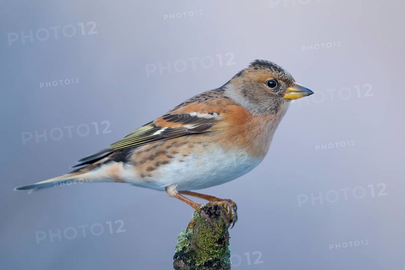 Brambling (Fringilla montifringilla) female perched on a branch, Lower Saxony, Germany