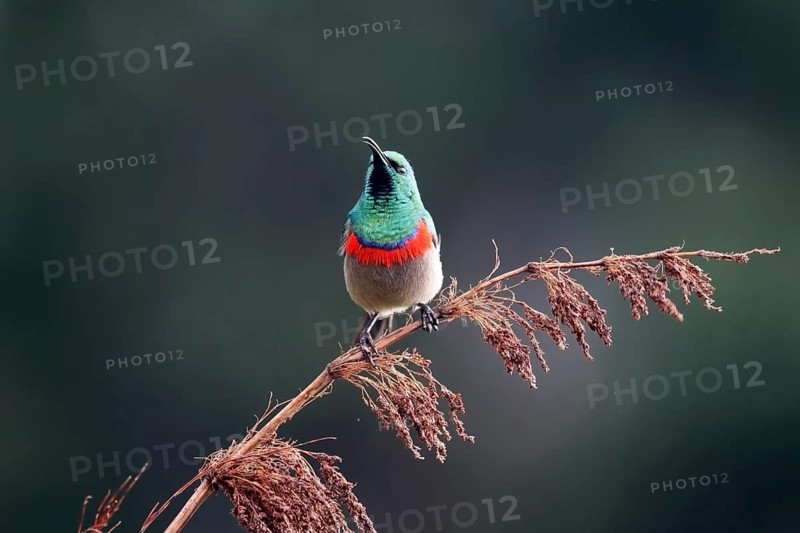 Cape Sunbird (Cinnyris chalybeus), adult, male, in perch, Kirstenbosch Botanical Gardens, Cape Town, South Africa