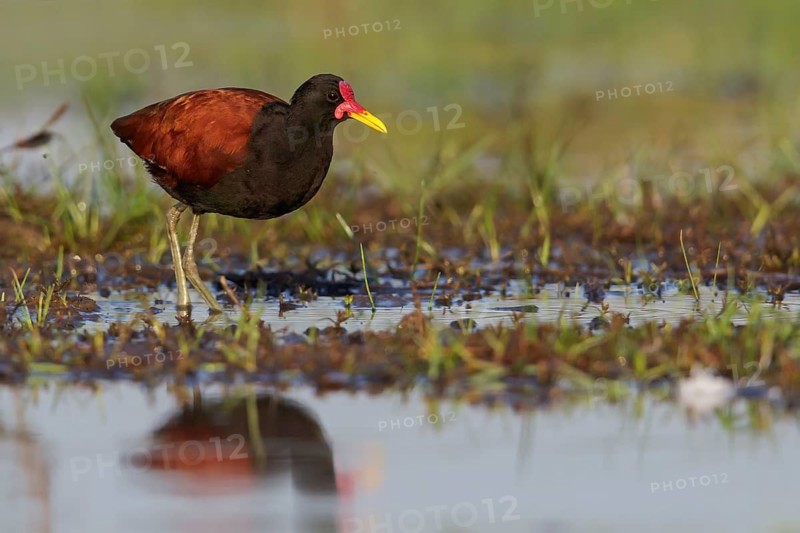 Wattled Jacana (Jacana jacana) perched on the ground in the Pantanal region of Brazil