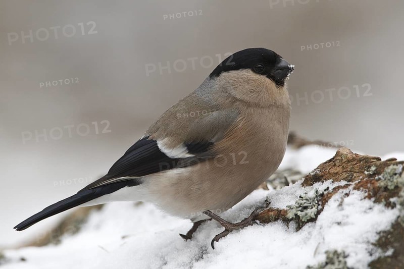 Eurasian Bullfinch (Pyrrhula pyrrhula) female, Rhineland-Palatinate, Germany