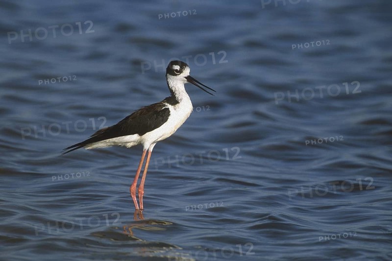 Black-necked Stilt (Himantopus mexicanus), Arizona, USA