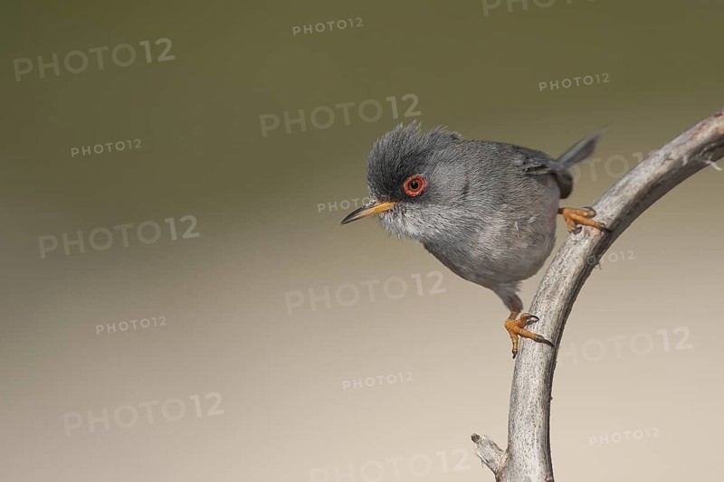 Balearic Warbler - Balearengrasmücke - Sylvia balearica, Mallorca, adult male