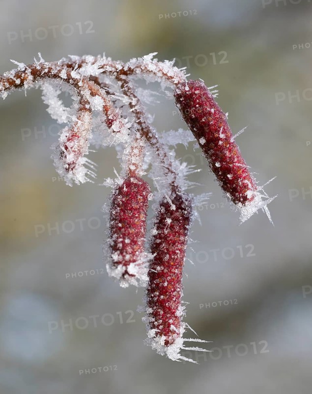 Black alder (Alnus glutinosa), fruit stands with hoarfrost, shallow depth of field, Thuringia, Germany