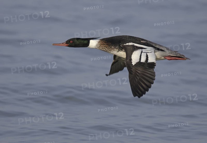 Red-breasted Merganser (Mergus serrator) male flying, Ohio, USA