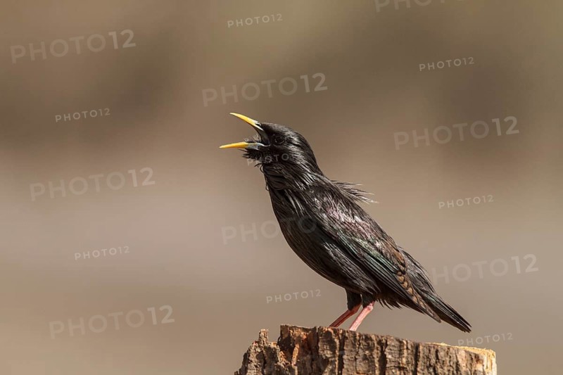 Spotless Starling (Sturnus unicolor), calling, Castile-La Mancha, Spain