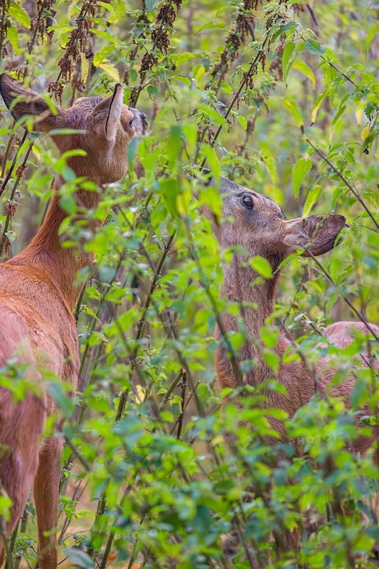 A female roe deer (Capreolus capreolus) and her fawn stand in a nettle thicket and eat the leaves
