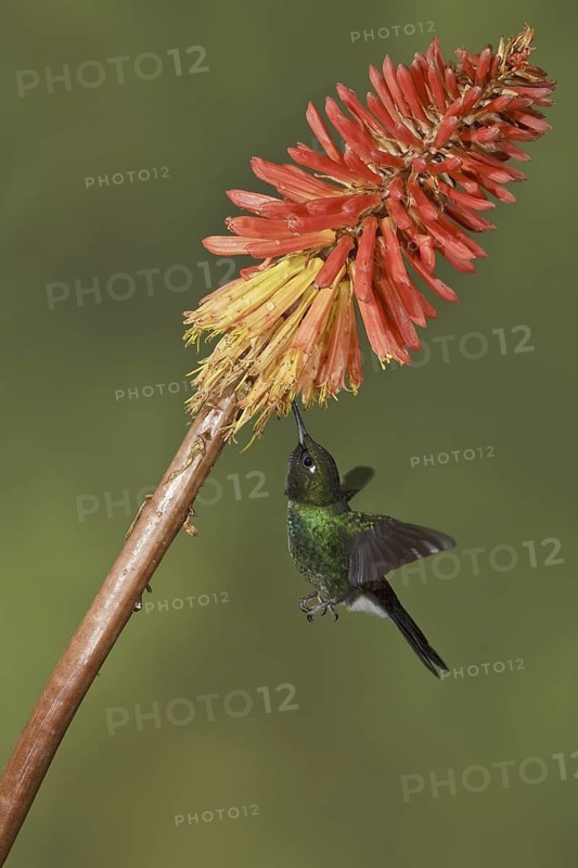 Tourmaline Sunangel (Heliangelus exortis), Ecuador