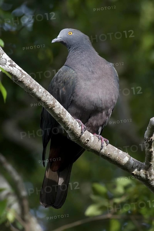 Christmas Imperial Pigeon (Ducula whartoni), Christmas Island, Australia