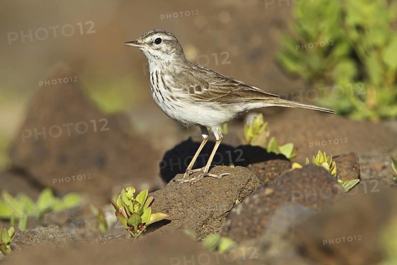 Berthelot's Pipit (Anthus berthelotii), Canary Islands, Spain