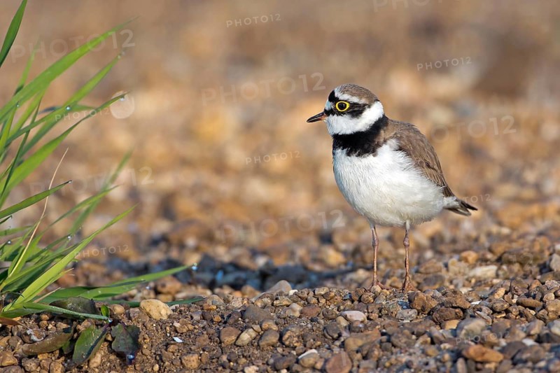 Little Ringed Plover (Charadrius dubius), Saxony-Anhalt, Germany