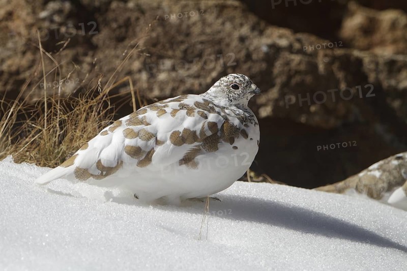 White-tailed Ptarmigan (Lagopus leucura), California, USA