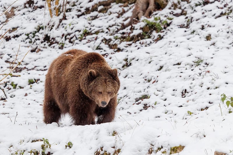 A Eurasian brown bear (Ursus arctos arctos) runs across a snow-covered meadow in hilly terrain. Transylvania, Romania